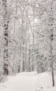 Preview wallpaper trees, trail, forest, snow, winter, nature