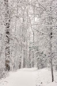 Preview wallpaper trees, trail, forest, snow, winter, nature