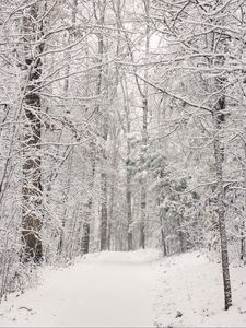 Preview wallpaper trees, trail, forest, snow, winter, nature