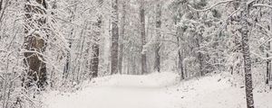 Preview wallpaper trees, trail, forest, snow, winter, nature