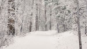 Preview wallpaper trees, trail, forest, snow, winter, nature