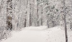 Preview wallpaper trees, trail, forest, snow, winter, nature