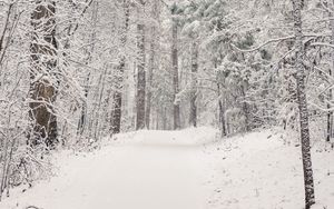 Preview wallpaper trees, trail, forest, snow, winter, nature