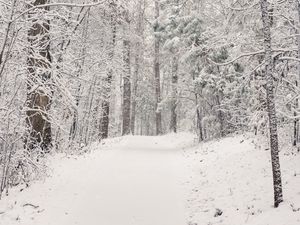 Preview wallpaper trees, trail, forest, snow, winter, nature