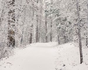 Preview wallpaper trees, trail, forest, snow, winter, nature