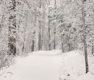 Preview wallpaper trees, trail, forest, snow, winter, nature