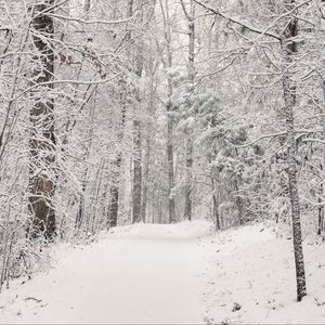 Preview wallpaper trees, trail, forest, snow, winter, nature