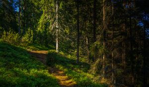 Preview wallpaper trees, trail, forest, grass