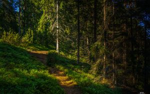 Preview wallpaper trees, trail, forest, grass