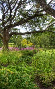 Preview wallpaper trees, tree nursery, long-term, vegetation, bushes, grass, lawn