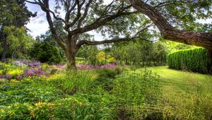 Preview wallpaper trees, tree nursery, long-term, vegetation, bushes, grass, lawn