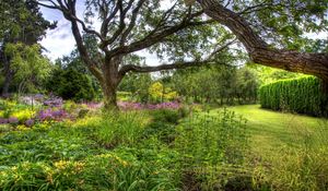 Preview wallpaper trees, tree nursery, long-term, vegetation, bushes, grass, lawn