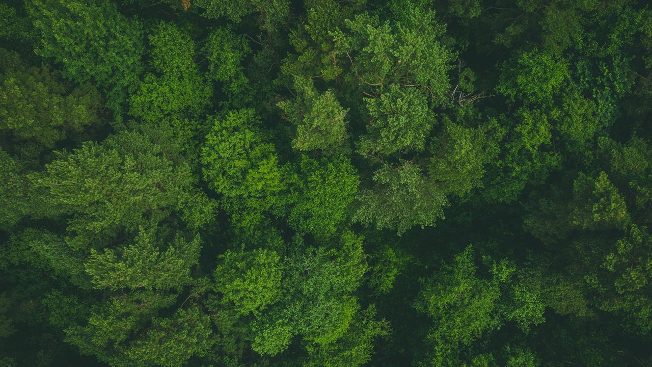 Wallpaper trees, treetops, aerial view, forest, green