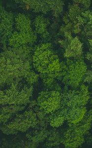 Preview wallpaper trees, treetops, aerial view, forest, green