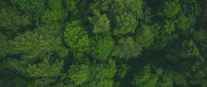 Preview wallpaper trees, treetops, aerial view, forest, green