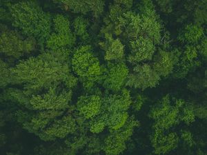 Preview wallpaper trees, treetops, aerial view, forest, green