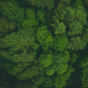 Preview wallpaper trees, treetops, aerial view, forest, green