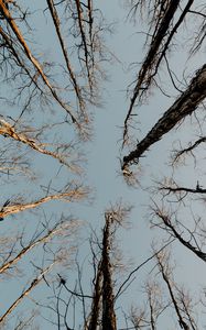 Preview wallpaper trees, treetops, sky, bottom view