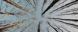 Preview wallpaper trees, treetops, sky, bottom view