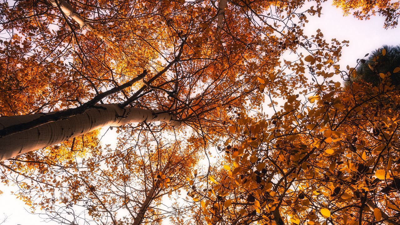 Wallpaper trees, treetops, sky, autumn