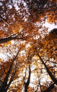 Preview wallpaper trees, treetops, sky, autumn