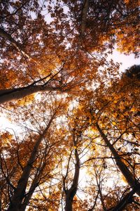 Preview wallpaper trees, treetops, sky, autumn