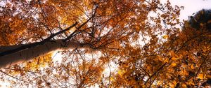 Preview wallpaper trees, treetops, sky, autumn