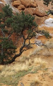 Preview wallpaper trees, trunk, bends, pine, sand