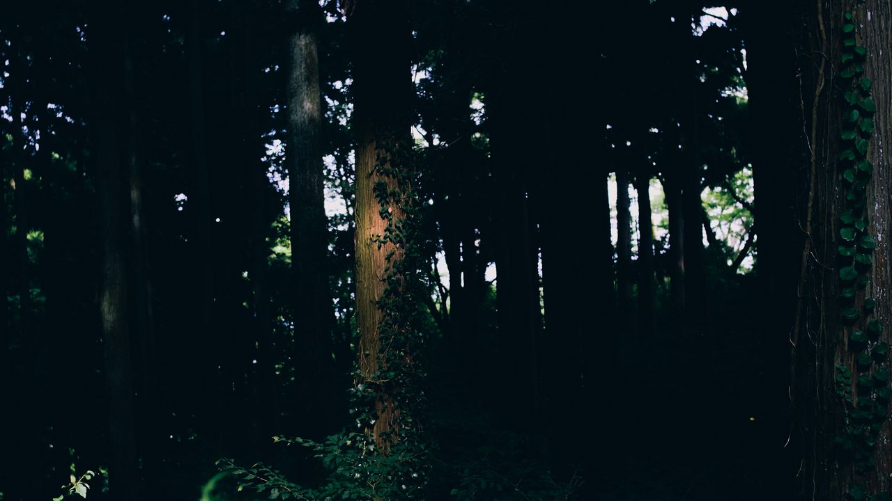 Wallpaper trees, trunk, leaves, dark
