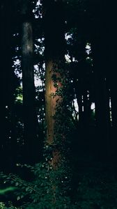Preview wallpaper trees, trunk, leaves, dark