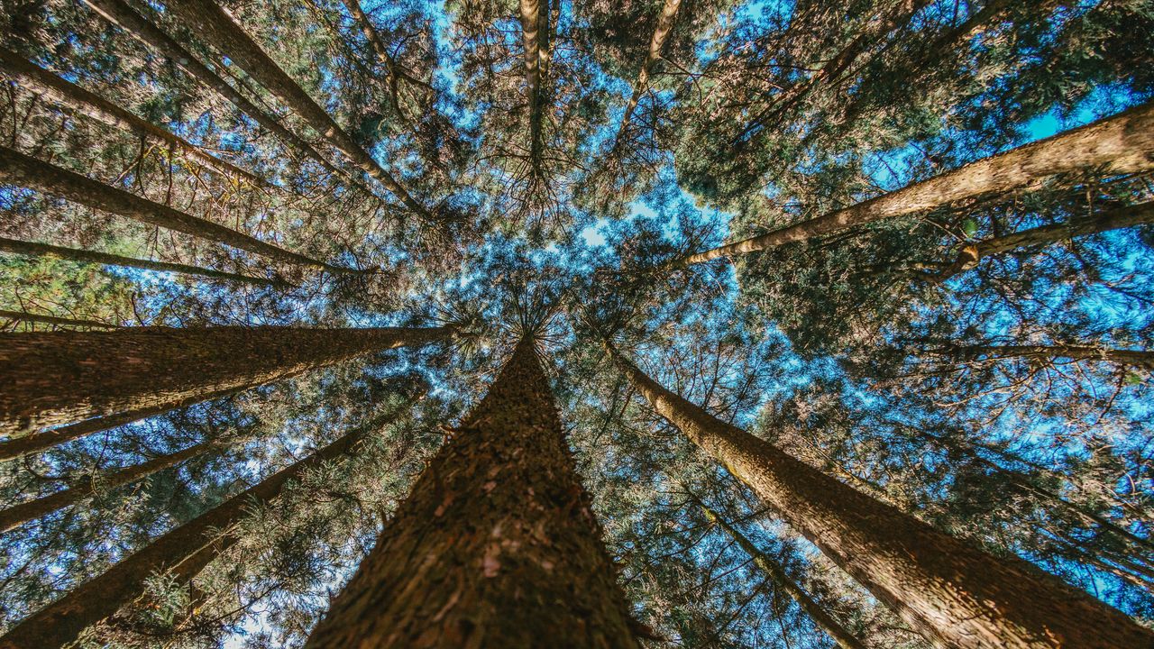 Wallpaper trees, trunks, bottom view, branches