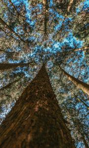 Preview wallpaper trees, trunks, bottom view, branches