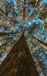 Preview wallpaper trees, trunks, bottom view, branches