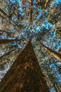 Preview wallpaper trees, trunks, bottom view, branches