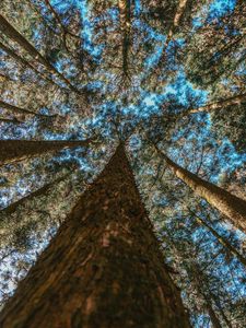 Preview wallpaper trees, trunks, bottom view, branches