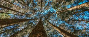 Preview wallpaper trees, trunks, bottom view, branches