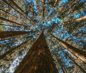 Preview wallpaper trees, trunks, bottom view, branches