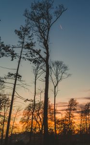 Preview wallpaper trees, trunks, branches, silhouettes, sky, twilight