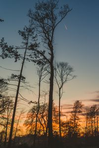Preview wallpaper trees, trunks, branches, silhouettes, sky, twilight