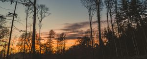 Preview wallpaper trees, trunks, branches, silhouettes, sky, twilight
