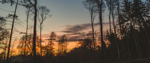 Preview wallpaper trees, trunks, branches, silhouettes, sky, twilight