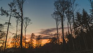 Preview wallpaper trees, trunks, branches, silhouettes, sky, twilight