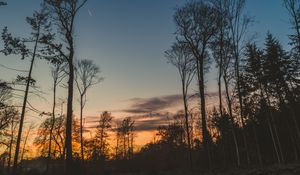 Preview wallpaper trees, trunks, branches, silhouettes, sky, twilight