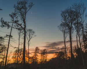 Preview wallpaper trees, trunks, branches, silhouettes, sky, twilight