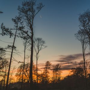 Preview wallpaper trees, trunks, branches, silhouettes, sky, twilight