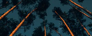Preview wallpaper trees, trunks, crowns, treetops, forest, dark