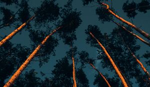 Preview wallpaper trees, trunks, crowns, treetops, forest, dark