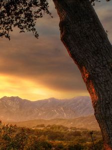 Preview wallpaper trees, trunks, decline, evening, sky, mountains