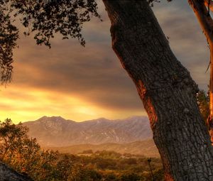 Preview wallpaper trees, trunks, decline, evening, sky, mountains