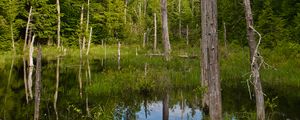 Preview wallpaper trees, trunks, dry, pond, reflection